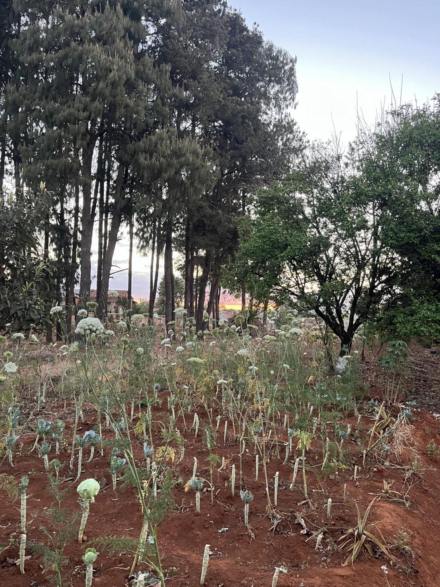 Lycee Picot De Cloriviere Dont Les Revenus Financent L'Education Des Eleves Appartement Antsirabe Buitenkant foto